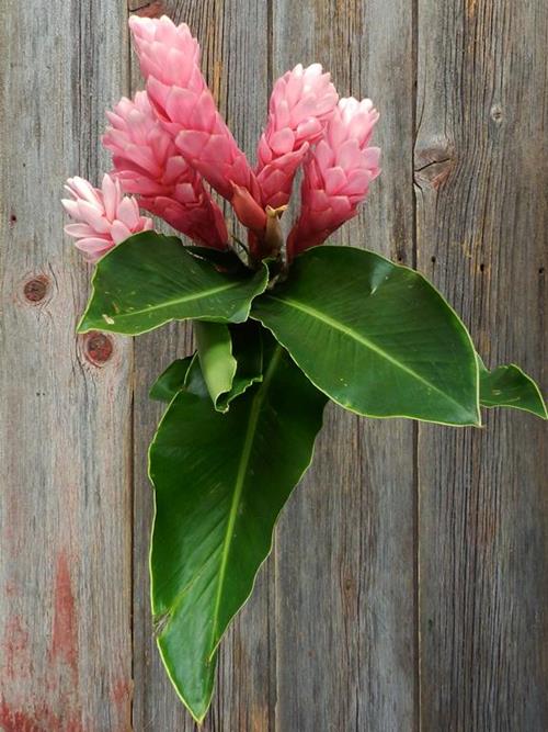 PINK GINGER